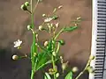 Boerhavia diffusa à fleurs blanches