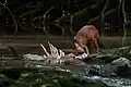Varan malais et dhole partageant une carcasse de sambar