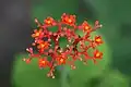 Jatropha podagrica en Thaïlande.