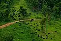 Troupeau de gaurs