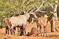 Antilopes nilgault