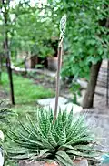 Inflorescence en bouton.