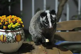 Paguma larvata taiwana au Japon