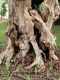 Tronc d'arbre creux
