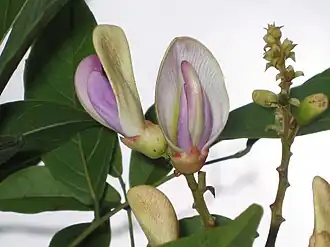 Callerya nitida.