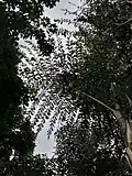 Phyllotaxie