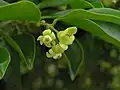 Fleurs
