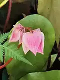 Fleurs unisexuées, monoïques. Cymes dichotomiques.