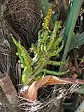Bractées (Les bourgeons sont comestibles).