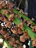Les fleurs fanées restent sur la tige.