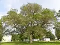 Arbre adulte.