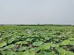 Lac Weishan