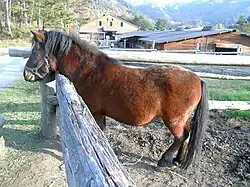 Poney vu de profil près d'une clôture en bois.