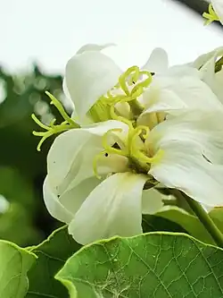 Fleurs femelles.