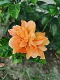 Variété à fleurs orange doubles.