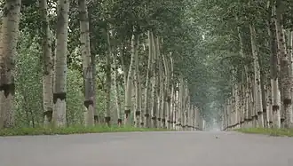Xian de Guan
