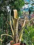 Plante