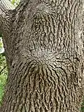 Cinnamomum camphora