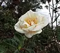 Rosa Safrano, Beauregard, 1839 (France) Saffrona