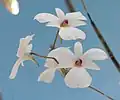 Dendrobium fytchianum, à l'exposition Royal Flora Ratchaphruek, en Thaïlande.