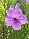 Fleur et tige.