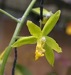 C. gracilis