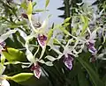 Dendrobium antennatum, au Jardin botanique de Chenshan, à Shanghai, en Chine.