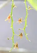 Liparis resupinata