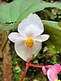La fleur mâle a 4 tépales et la fleur femelle 5.