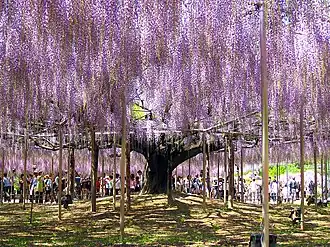 Un vieux spécimen de Wisteria floribunda en culture au Japon.