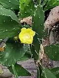 Les "feuilles" tombent tôt.