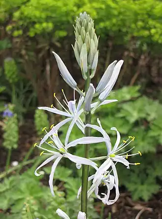 Description de l'image 霞花屬 Camassia cusickii -荷蘭園藝展 Venlo Floriade, Holland- (9198103709).jpg.