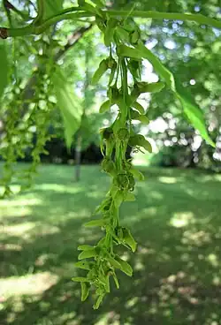 Fruits