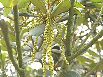 Description de l'image 黃背櫟 Quercus championii -香港西貢獅子會自然教育中心 Saikung, Hong Kong- (9219901913).jpg.
