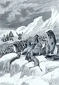 Les phoques sur l’ilot Diomède