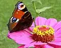 Aglais io.