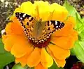 Vanessa cardui.