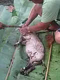 Les poils du cochon sont retirés (Wallis, 2015).