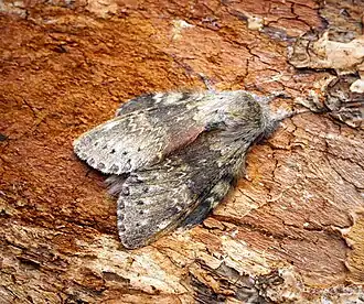 Imago.