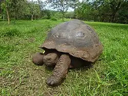 (Chelonoidis nigra) El Chato Reserve, Santa Cruz Galapagos