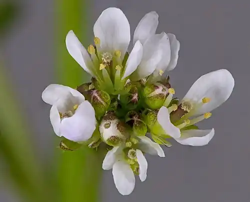 Inflorescence.