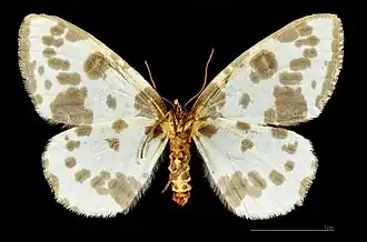♀ △