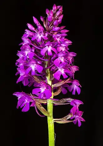 Détail de l'inflorescence.