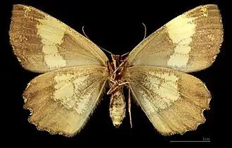 Angerona prunaria corylaria  ♀  △