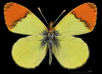 Anthocharis belia androgyne ♂  MHNT