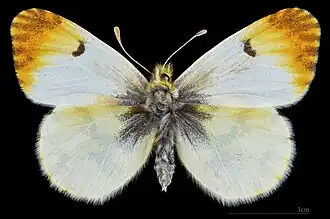 Anthocharis belia belia  ♀ MHNT