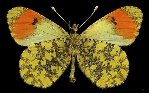 Anthocharis damone ♂   △ MHNT