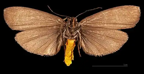 ♂   △