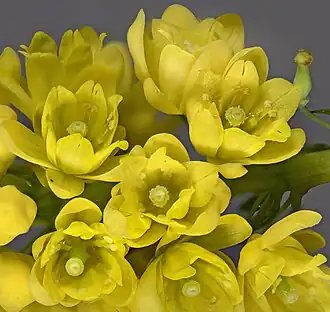 Fleurs.
