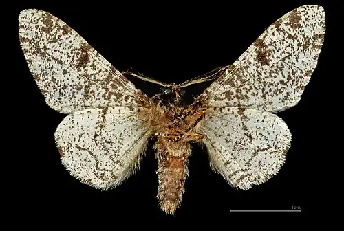 Biston betularia ♂  △
